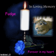 A Letter for Fudge