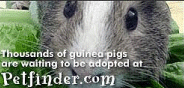 Guinea Pig Rescue Links