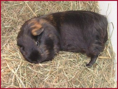 Do guinea pigs close their eyes when they sleep?