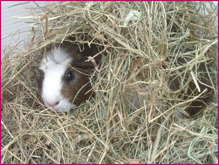 Bedding For Guinea Pigs, How Much Is Bedding For A Guinea Pig