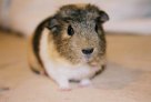 Dishan's Guinea Pig Chester Darling